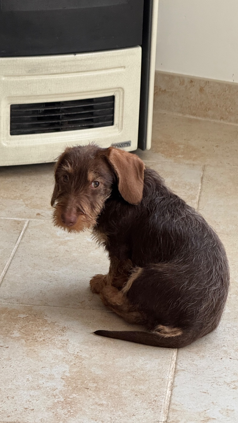 Athéna nouvelle venue