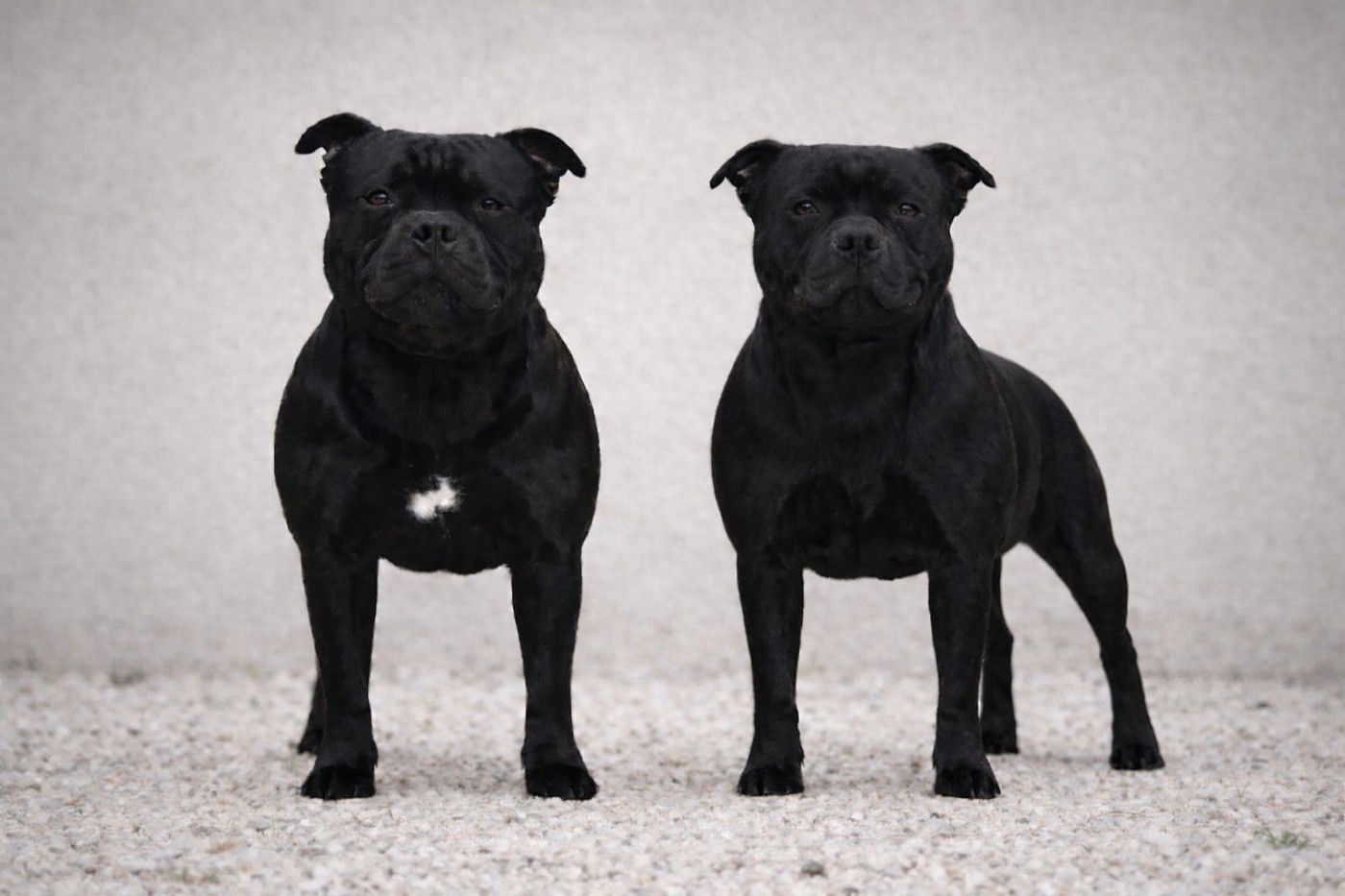 Bébés Staffie en préparation