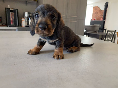 Teal'c dit petit bébé